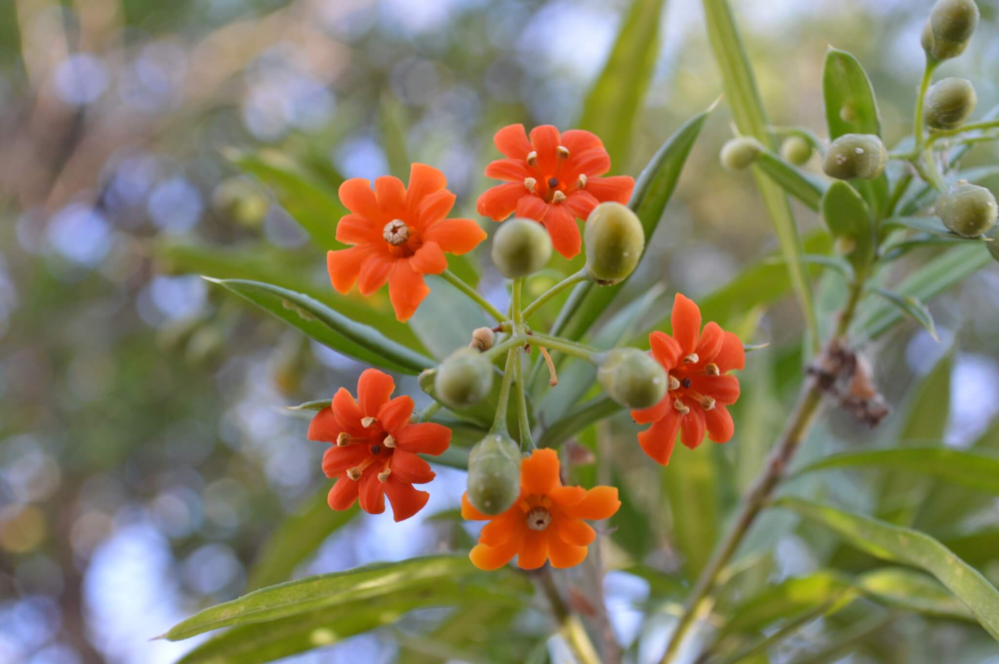 Bonellia macrocarpa 